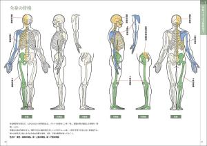 Learn art anatomy through sketching