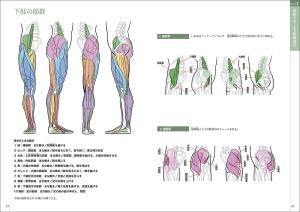 Learn art anatomy through sketching