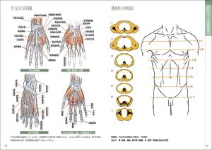 Learn art anatomy through sketching